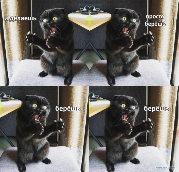 Берёшь и делаешь кот Мем