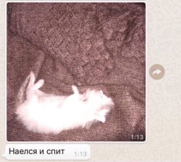 Наелся и спит