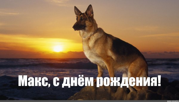 Овчарка Мем