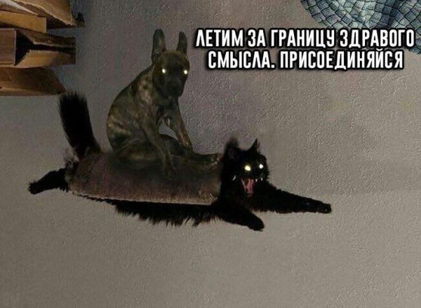 Мемы с летающим котом