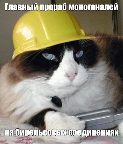 Кот в шлеме