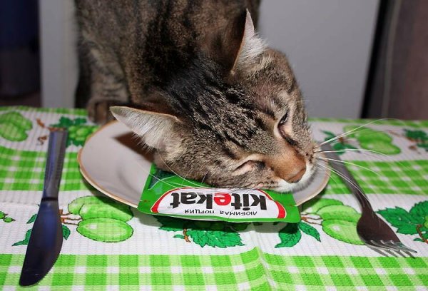 Кот ест корм