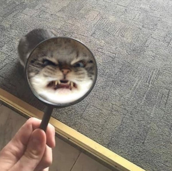 Кот за лупой