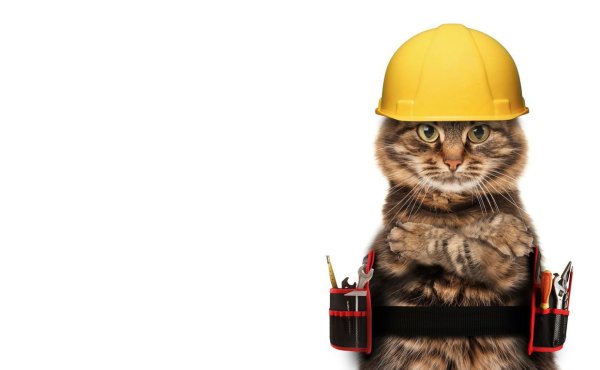 Животные в каске