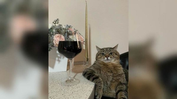 Кот Степан с бокалом Инстаграм