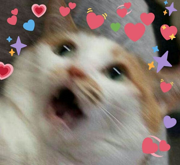 Кричащий милый кот