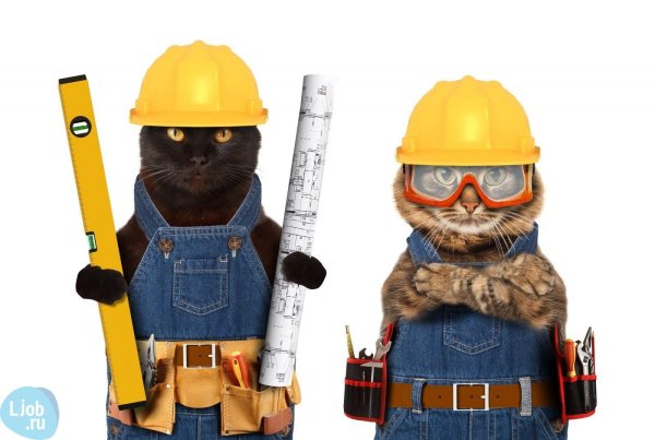 Котик в каске на стройке