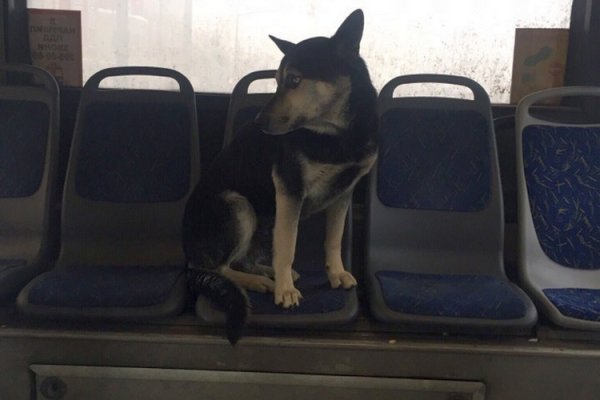 Собака катается в автобусе