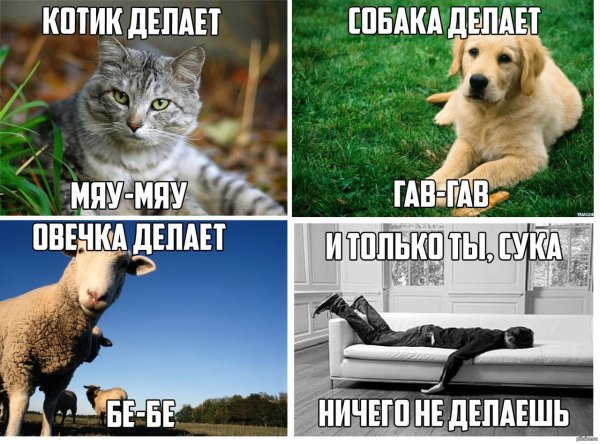 Мяу мяу Гав Гав