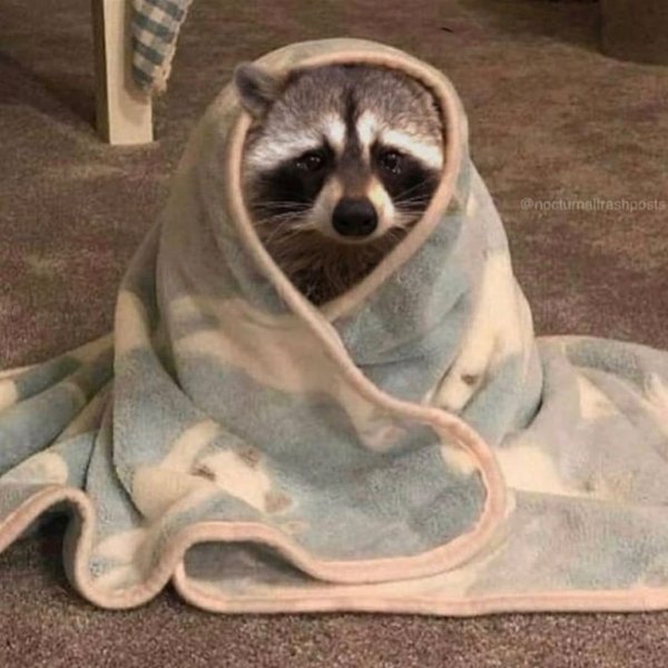 Кот в пледе