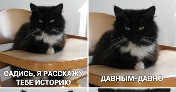 Мемы с котами и надписями