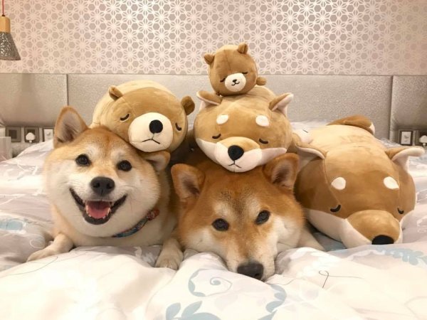 Фурсьют Шиба ину