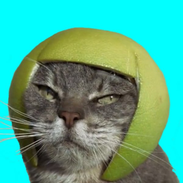 Кот в шлеме