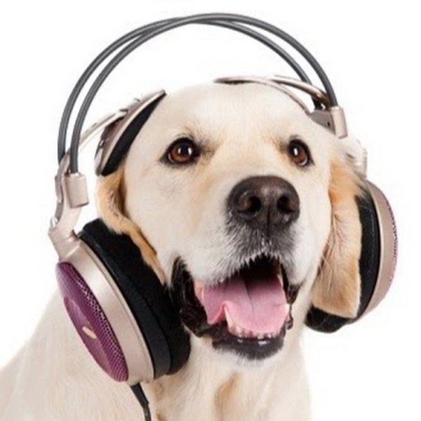Пес с наушниками