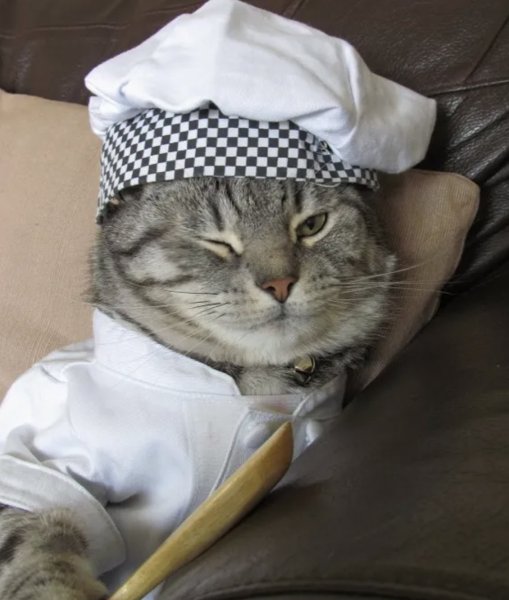 Кот в шапке