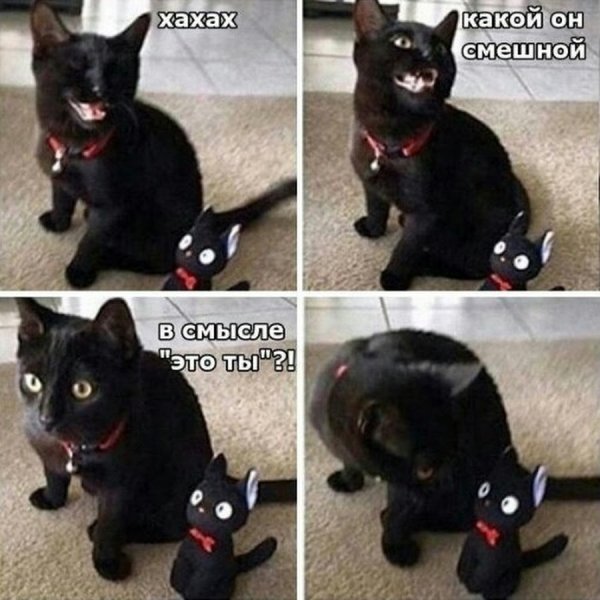 Кот ха ха ха