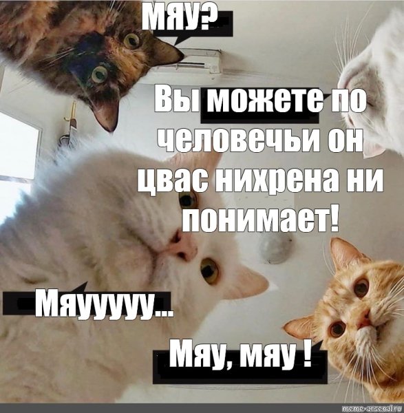 Кот Мем мяу