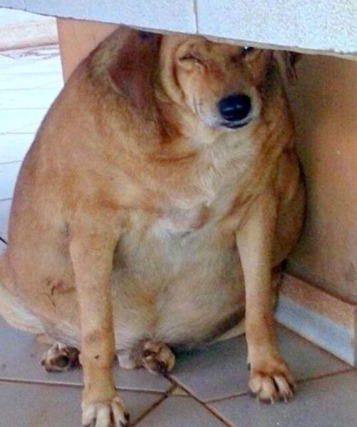 Очень толстая собака