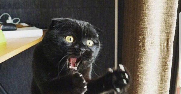 Кот показывает круто