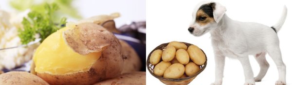 Собачка картошка