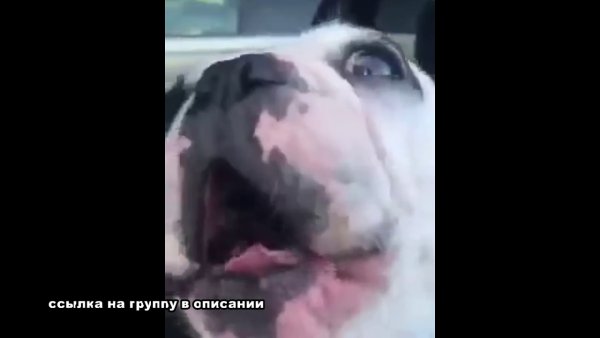 Собака кричит ААА