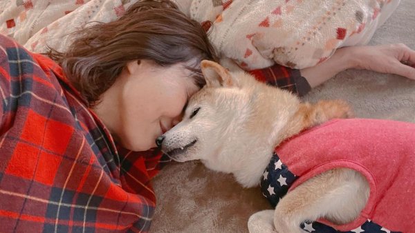 Шиба-ину (Shiba)