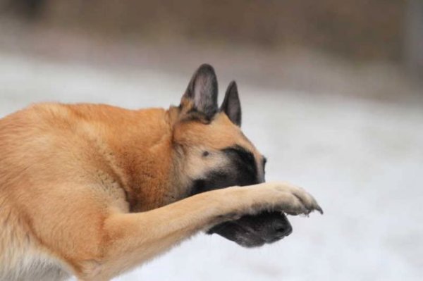 Собака закрывает морду лапами