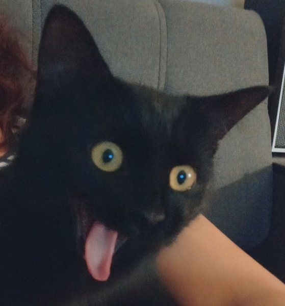 Самые знаменитые мемы с котами