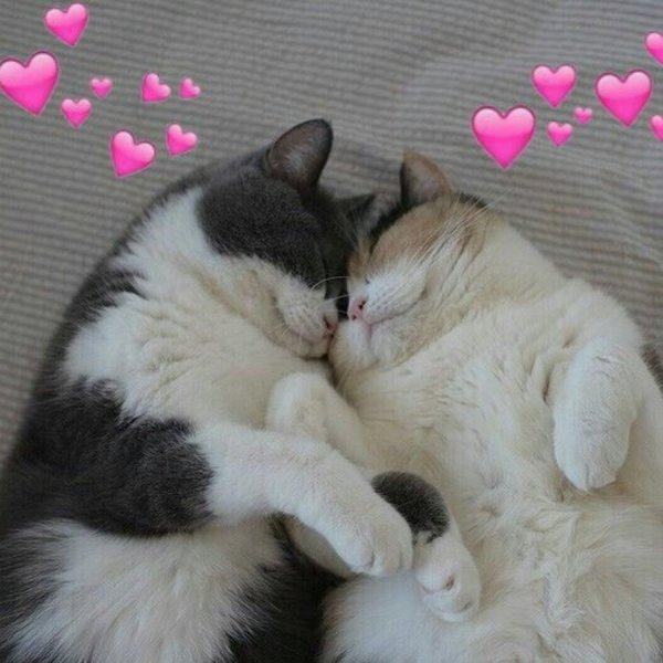 Котята любовь