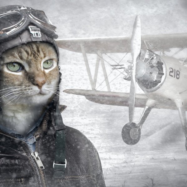 Кот в шлеме летчика