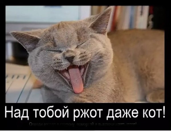 Кот смеется