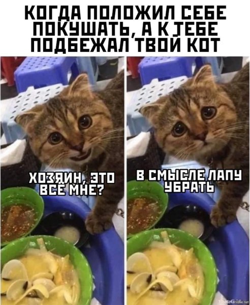 Коты еда мемы