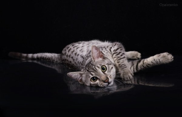 Порода кошек Египетская МАУ