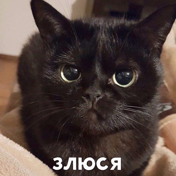 Злюся кот Мем