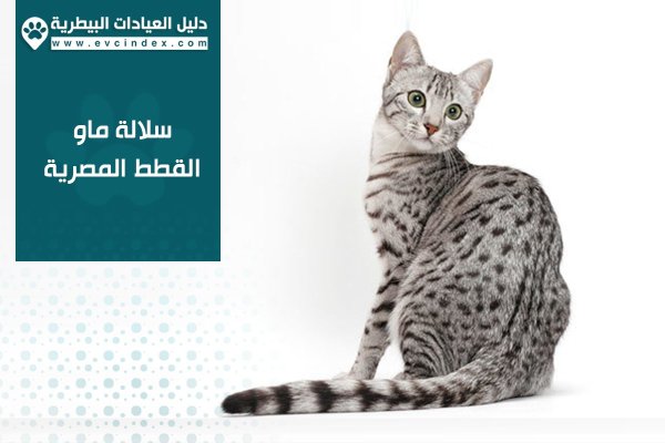 Египетская МАУ