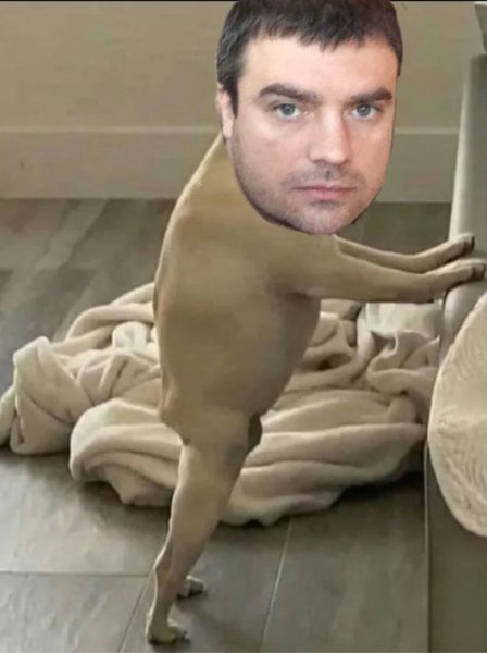 Версута сын собаки