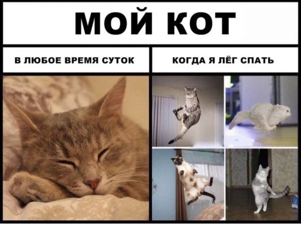 Мемы с котами