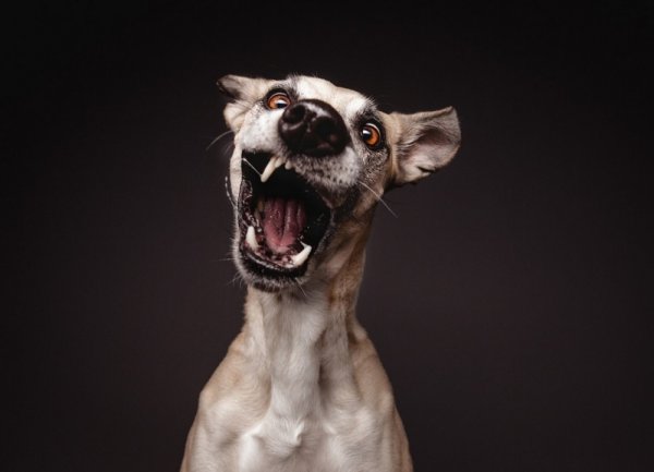 Смешные морды собак