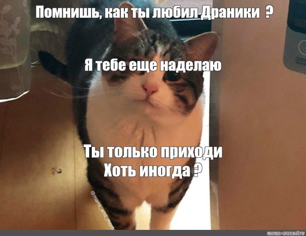 Ты чего наделал Мем с котом