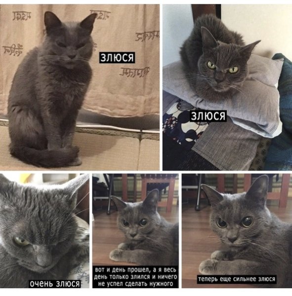 Кот злюся