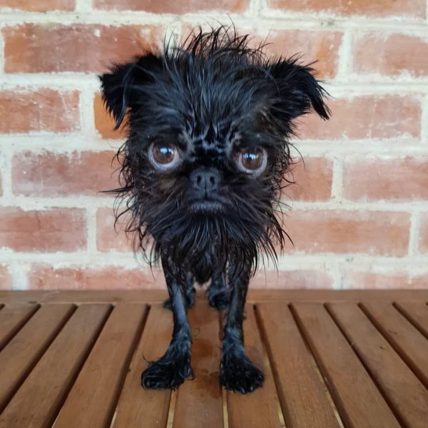 Бельгийский гриффон