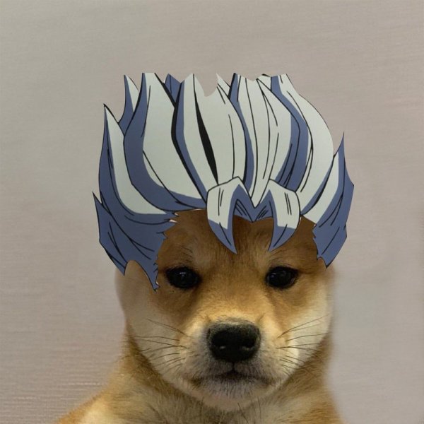 Сиба ину Jojo