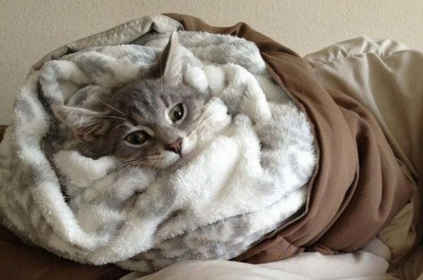 Котик завернутый в одеяло