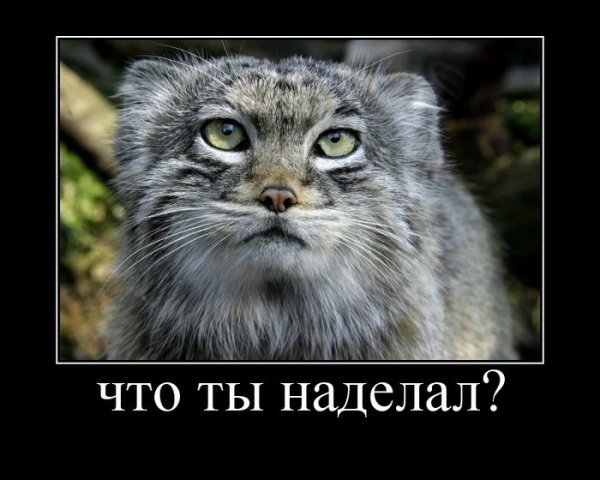 Кот растворяется