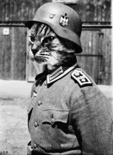 Кот нацист