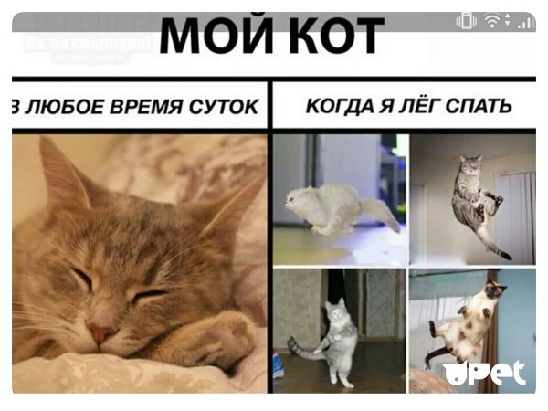 Мемы про котов