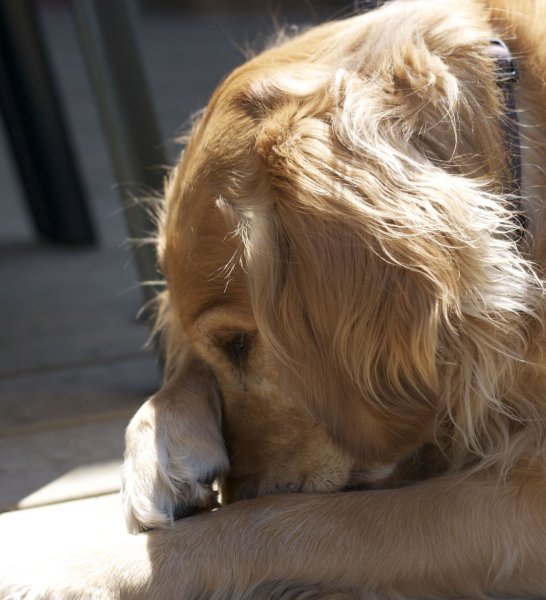 Собака прикрывает лапой морду