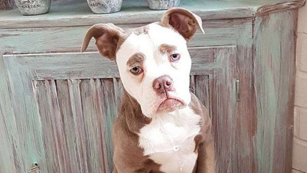 Смешная собака плачет