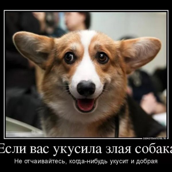 Приколы с собаками