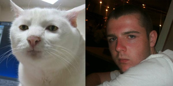 Серьезный белый кот